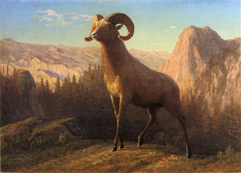 Albert Bierstadt A Rocky Mountain Sheep, Ovis, Montana China oil painting art
